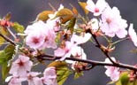 紅大山桜