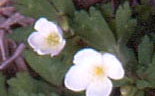 いちりん草