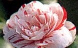 花見笠